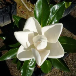 Magnolia Little Gem -Plant Collection Sales Shop 0 2