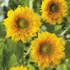 Sunflower Double Delight - Seed