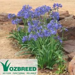 Agapanthus Bingo Blue -Plant Collection Sales Shop 2013 10 bingo blue 500 2