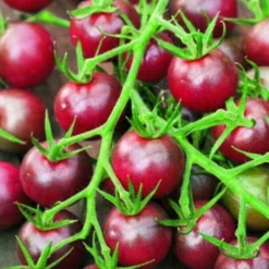 Tomato Black Cherry Organic - Seed