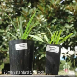 Agapanthus Snowball - 75mm BIGGER Size -Plant Collection Sales Shop 75mm v 42mm pots