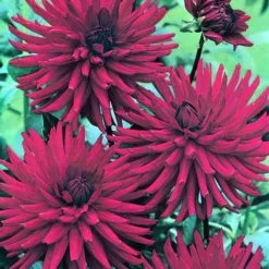 Dahlia Mrs Rees - 1 Bulb