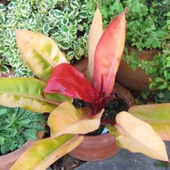 Philodendron Prince Of Orange -Plant Collection Sales Shop acalypha godseffiana coprosma marble queen philo prince of orange fuchsia magellanica aurea flickr cultiva413