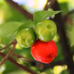 Malpighia Pixie - Acerola -Plant Collection Sales Shop acerola fruits 1