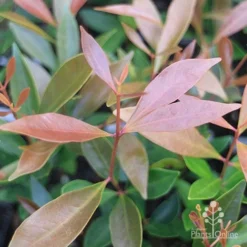 Acmena Hemilampra - Blush Satinash -Plant Collection Sales Shop acmena hemilampra new leaf colour