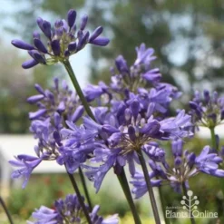 Agapanthus Bingo Blue -Plant Collection Sales Shop agapanthus bingo blue full flower 500