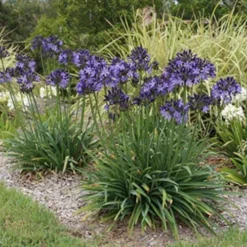 Agapanthus Buccaneer 9 Agapanthus Buccaneer -Plant Collection Sales Shop agapanthus buccaneer 1