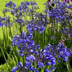 Agapanthus Purple Cloud -Plant Collection Sales Shop agapanthus hyperblue planting
