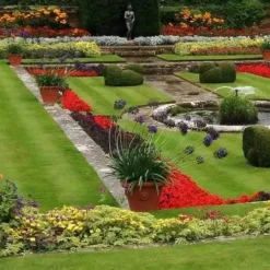 Agapanthus Black Magic -Plant Collection Sales Shop agapanthus pots stately home