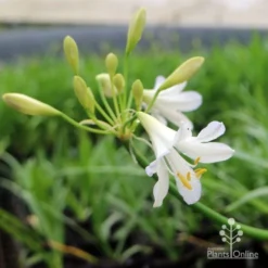 Agapanthus Silver Baby -Plant Collection Sales Shop agapanthus silver baby flowering