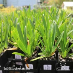 Agapanthus Snowball -Plant Collection Sales Shop agapanthus snowball tube 1