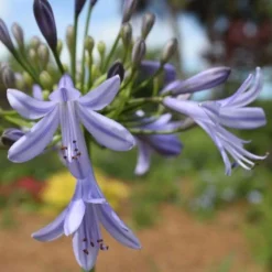 Agapanthus Streamline -Plant Collection Sales Shop agapanthus streamline type