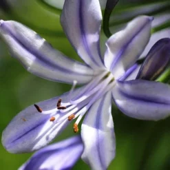Agapanthus Streamline -Plant Collection Sales Shop agapanthus streamline type close