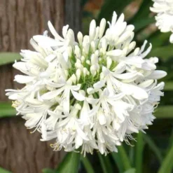 Agapanthus Snowball