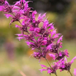Agastache Heather Queen - Seed -Plant Collection Sales Shop agastache cana unadjusted