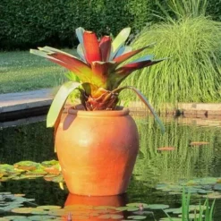 Alcantarea Imperialis Rubra - Bromeliad -Plant Collection Sales Shop alcantarea imperialis rubra flickr cultivar413