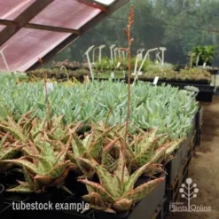 Aloe Pink Blush - Succulent -Plant Collection Sales Shop aloe pink blush flowering