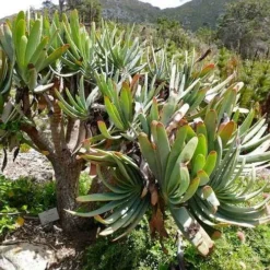 Aloe Plicatilis - Fan Aloe - Succulent -Plant Collection Sales Shop aloe plicatilis flickr bernard dupont
