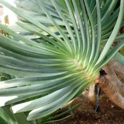 Aloe Plicatilis - Fan Aloe - Succulent -Plant Collection Sales Shop aloe plicatilis flickr jesus cabrera 1