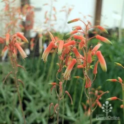 Aloe Quicksilver - Succulent -Plant Collection Sales Shop aloe quicksilver flower