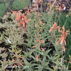 Aloe Quicksilver - Succulent -Plant Collection Sales Shop aloe quicksilver tubestock flowering