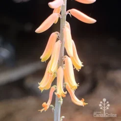 Aloe Vera - Succulent -Plant Collection Sales Shop aloe vera flowers nursery