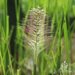 Pennisetum Alopecuroides - Swamp Fountain Grass -Plant Collection Sales Shop alopec new seedhead