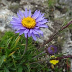 Aster Alpine Mix - Seed -Plant Collection Sales Shop alpine aster llac