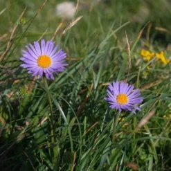 Aster Alpine Mix - Seed -Plant Collection Sales Shop alpine aster mauve