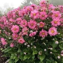 Anemone Fall In Love Sweetly- Japanese Anemone -Plant Collection Sales Shop anemone fall in sweetly plant