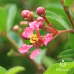 Malpighia Pixie - Acerola -Plant Collection Sales Shop apo acerola flower