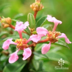 Malpighia Pixie - Acerola -Plant Collection Sales Shop apo acerola flowers