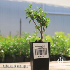 Malpighia Pixie - Acerola -Plant Collection Sales Shop apo acerola malpighia tubestock