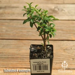 Malpighia Pixie - Acerola -Plant Collection Sales Shop apo acerola malpighia tubestock top