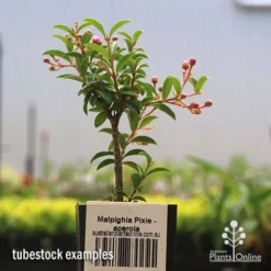 Malpighia Pixie - Acerola -Plant Collection Sales Shop apo acerola tubestock