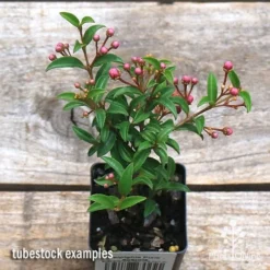 Malpighia Pixie - Acerola -Plant Collection Sales Shop apo acerola tubestock top