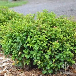 Acmena Allyn Magic -Plant Collection Sales Shop apo acmena allyn magic green phase