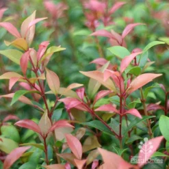 Acmena Allyn Magic -Plant Collection Sales Shop apo acmena allyn magic pink tips