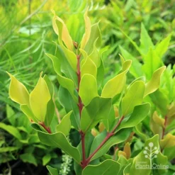 Acmena Hemilampra - Blush Satinash -Plant Collection Sales Shop apo acmena hemilampra growing