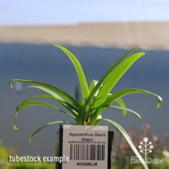 Agapanthus Black Magic -Plant Collection Sales Shop apo agapanthus black magic tubestock