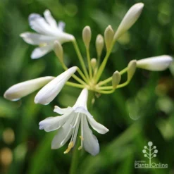 Agapanthus Silver Baby -Plant Collection Sales Shop apo agapanthus silver baby flower