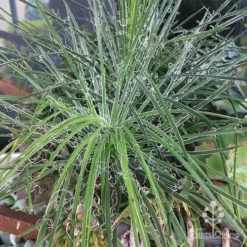 Agave Geminiflora - Succulent -Plant Collection Sales Shop apo agave in barrow 1