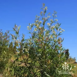 Ceratopetalum Alberys Red - Christmas Bush -Plant Collection Sales Shop apo alberys red flowering sept
