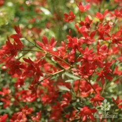 Ceratopetalum Alberys Red - Christmas Bush -Plant Collection Sales Shop apo alberys red flowers november