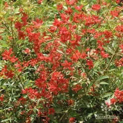 Ceratopetalum Alberys Red - Christmas Bush -Plant Collection Sales Shop apo alberys red november