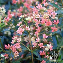 Ceratopetalum Alberys Red - Christmas Bush -Plant Collection Sales Shop apo alberys red pre flowering
