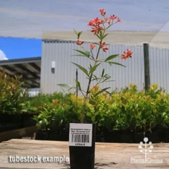 Ceratopetalum Alberys Red - Christmas Bush -Plant Collection Sales Shop apo alberys tubestock 1