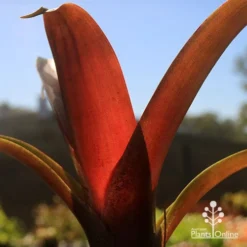 Alcantarea Imperialis Rubra - Bromeliad -Plant Collection Sales Shop apo alcantarea rubra tubestock colour