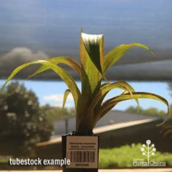 Alcantarea Imperialis Rubra - Bromeliad -Plant Collection Sales Shop apo alcantarea rubra tubestock large