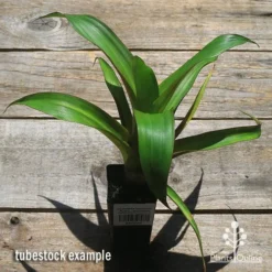 Alcantarea Imperialis Rubra - Bromeliad -Plant Collection Sales Shop apo alcantarea rubra tubestock large top